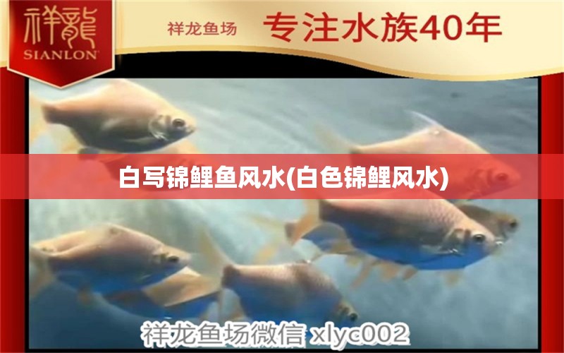 白寫錦鯉魚風(fēng)水(白色錦鯉風(fēng)水) 魚缸風(fēng)水