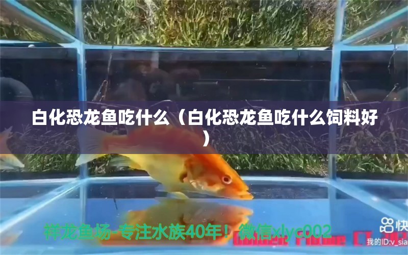 白化恐龍魚吃什么（白化恐龍魚吃什么飼料好）