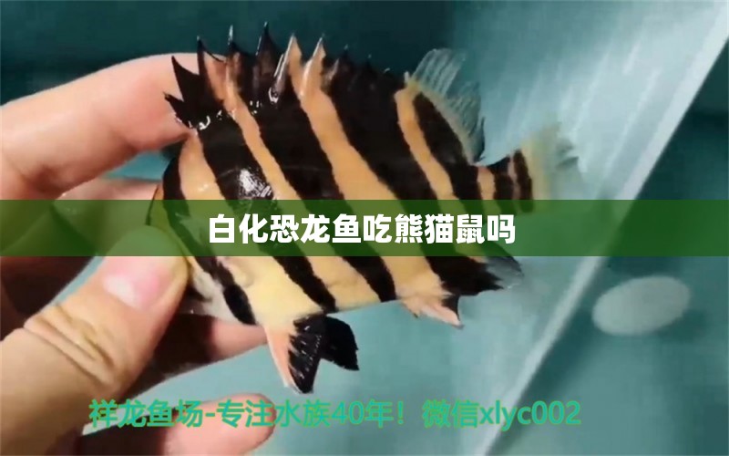 白化恐龍魚吃熊貓鼠嗎 