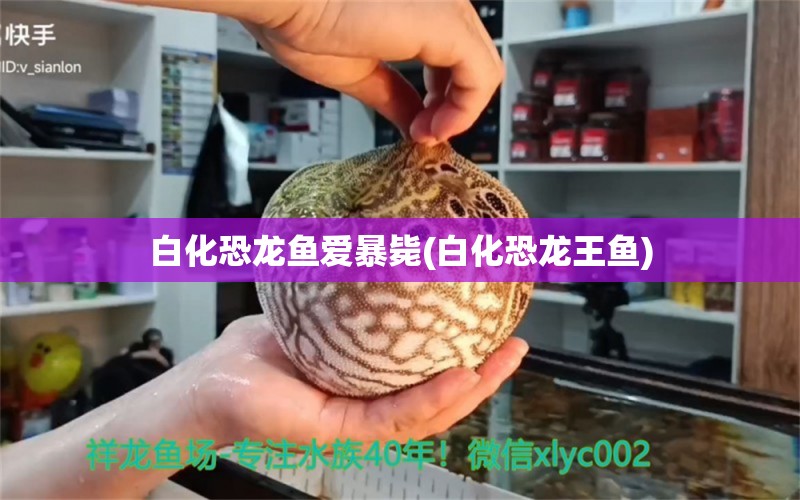 白化恐龍魚愛暴斃(白化恐龍王魚) 恐龍王魚