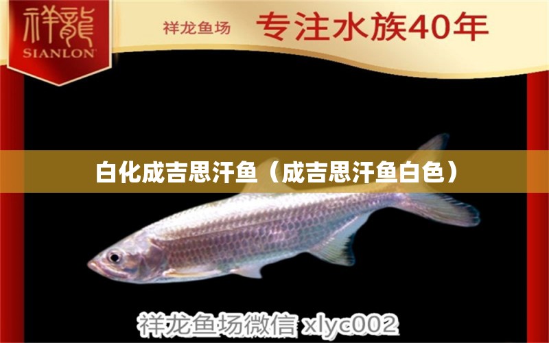 白化成吉思汗魚（成吉思汗魚白色） 印尼虎苗