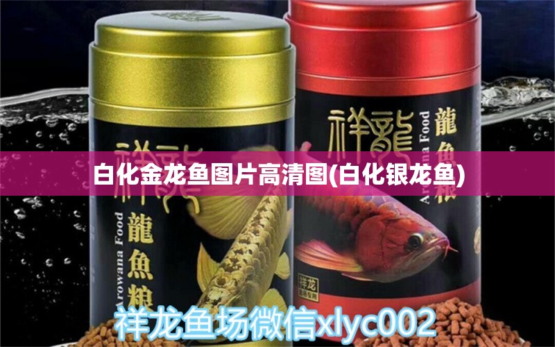 白化金龍魚圖片高清圖(白化銀龍魚) 銀龍魚