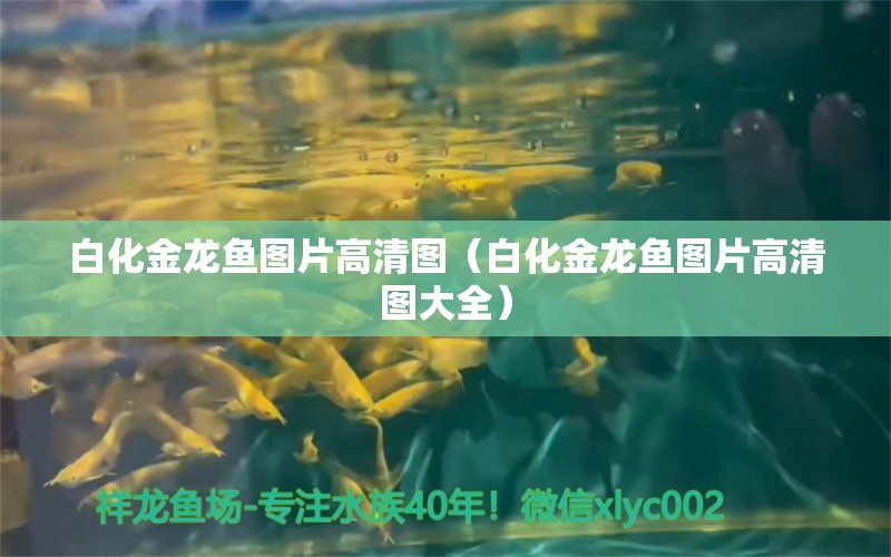 白化金龍魚圖片高清圖（白化金龍魚圖片高清圖大全）