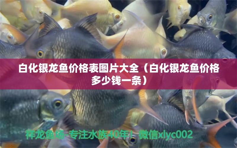 白化銀龍魚價格表圖片大全（白化銀龍魚價格多少錢一條） 麥肯斯銀版魚