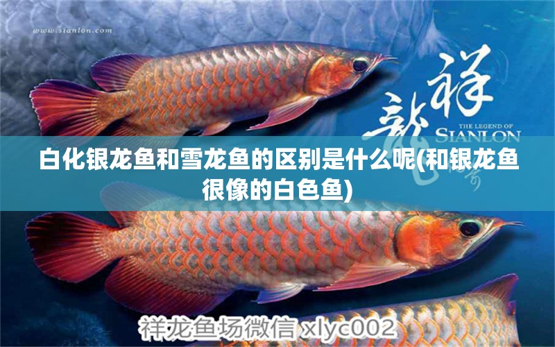 白化銀龍魚和雪龍魚的區(qū)別是什么呢(和銀龍魚很像的白色魚)