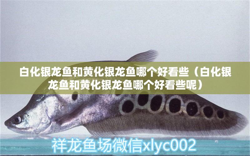 白化銀龍魚(yú)和黃化銀龍魚(yú)哪個(gè)好看些（白化銀龍魚(yú)和黃化銀龍魚(yú)哪個(gè)好看些呢） 銀龍魚(yú)