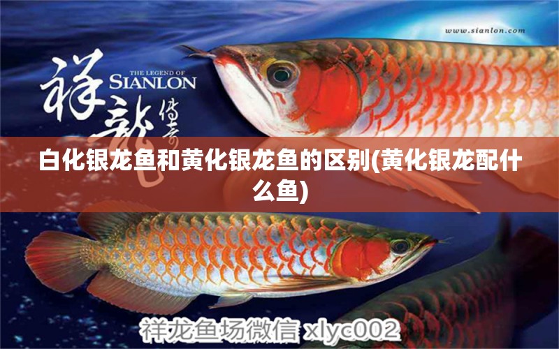 白化銀龍魚和黃化銀龍魚的區(qū)別(黃化銀龍配什么魚) 銀龍魚