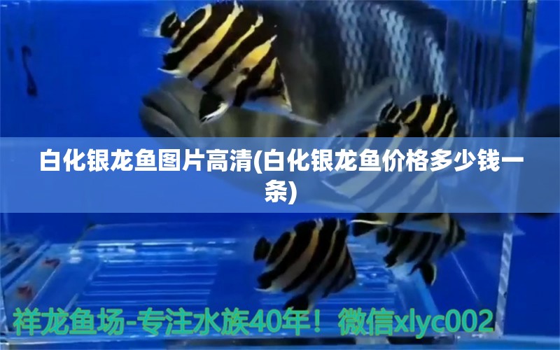 白化銀龍魚(yú)圖片高清(白化銀龍魚(yú)價(jià)格多少錢(qián)一條) 銀龍魚(yú)