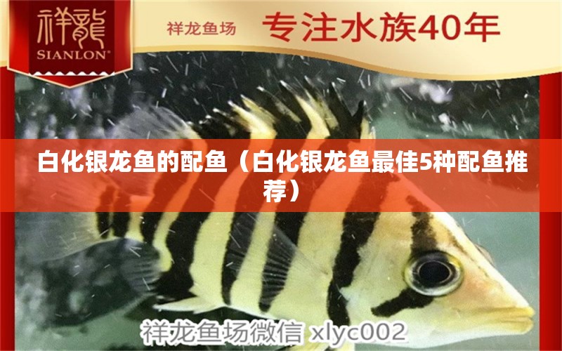 白化銀龍魚的配魚（白化銀龍魚最佳5種配魚推薦） 龍魚百科 第2張