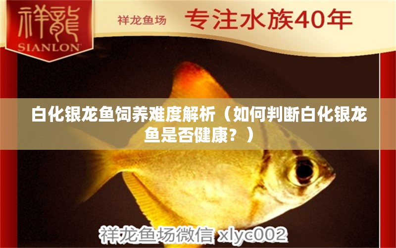 白化銀龍魚飼養(yǎng)難度解析（如何判斷白化銀龍魚是否健康？） 水族問答 第1張