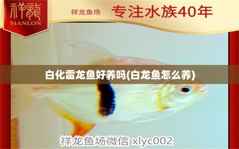 白化雷龍魚好養(yǎng)嗎(白龍魚怎么養(yǎng))