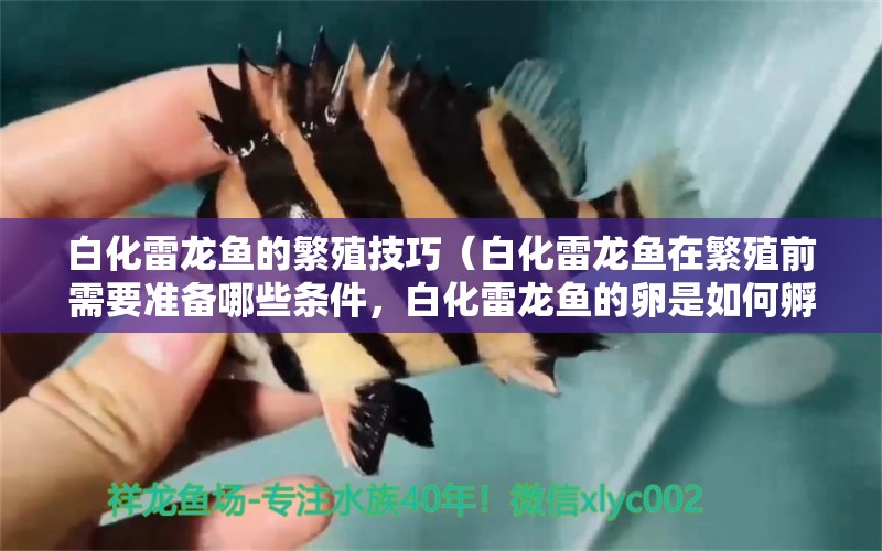 白化雷龍魚的繁殖技巧（白化雷龍魚在繁殖前需要準(zhǔn)備哪些條件，白化雷龍魚的卵是如何孵化的） 水族問答 第2張