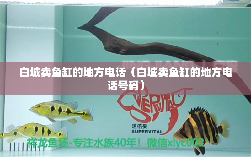 白城賣魚缸的地方電話（白城賣魚缸的地方電話號碼） 其他品牌魚缸