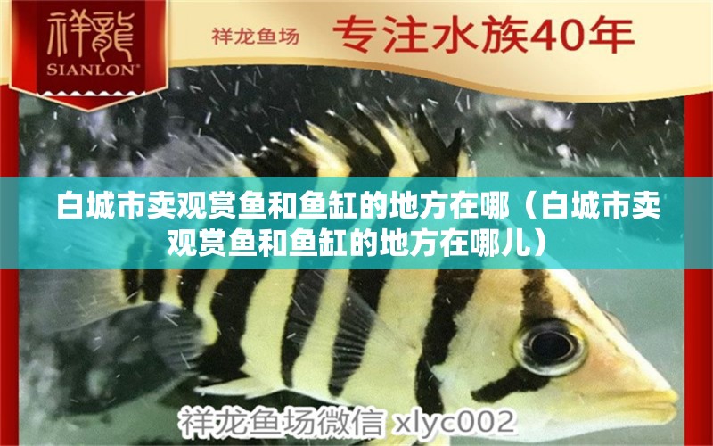 白城市賣觀賞魚和魚缸的地方在哪（白城市賣觀賞魚和魚缸的地方在哪兒） 其他品牌魚缸