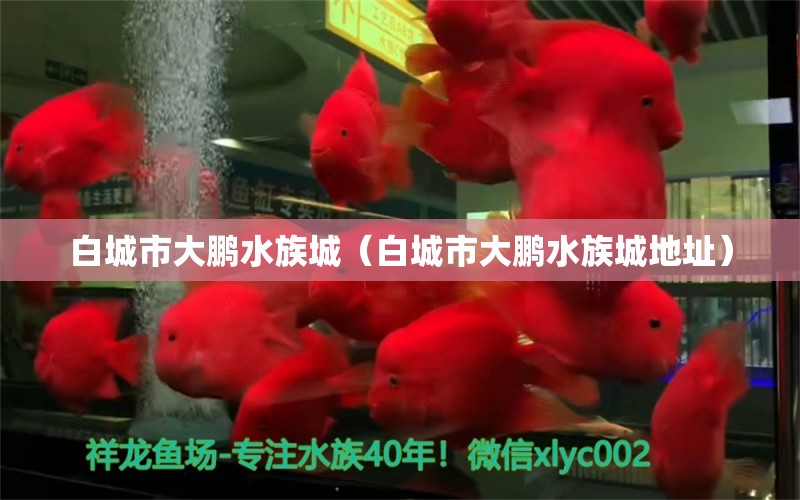 白城市大鵬水族城（白城市大鵬水族城地址） 全國水族館企業(yè)名錄