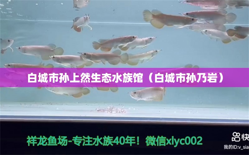 白城市孫上然生態(tài)水族館（白城市孫乃巖） 全國(guó)水族館企業(yè)名錄