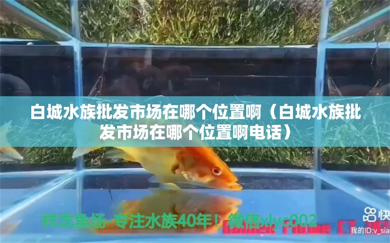 白城水族批發(fā)市場(chǎng)在哪個(gè)位置?。ò壮撬迮l(fā)市場(chǎng)在哪個(gè)位置啊電話）