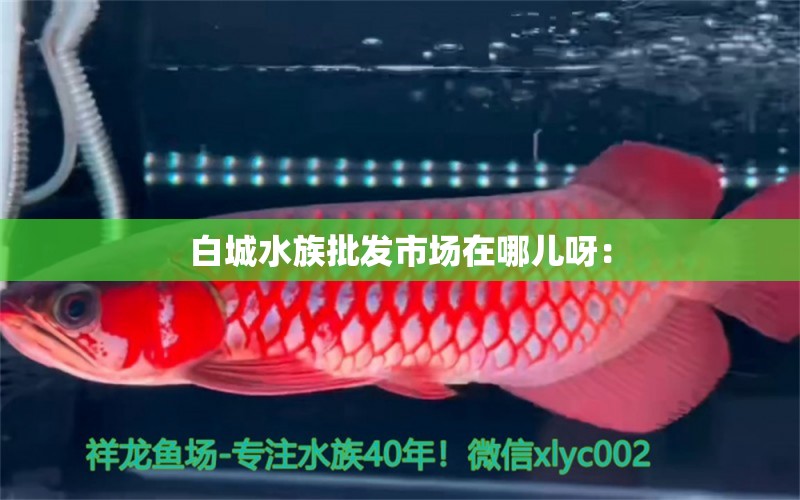 白城水族批發(fā)市場在哪兒呀： 觀賞魚水族批發(fā)市場