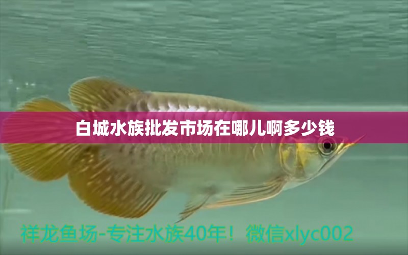 白城水族批發(fā)市場(chǎng)在哪兒啊多少錢