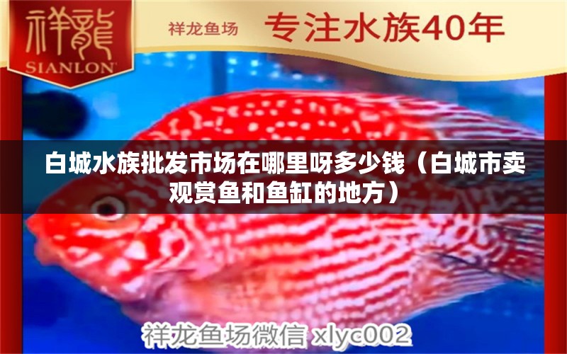 白城水族批發(fā)市場在哪里呀多少錢（白城市賣觀賞魚和魚缸的地方）