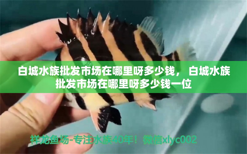 白城水族批發(fā)市場在哪里呀多少錢， 白城水族批發(fā)市場在哪里呀多少錢一位 海水魚