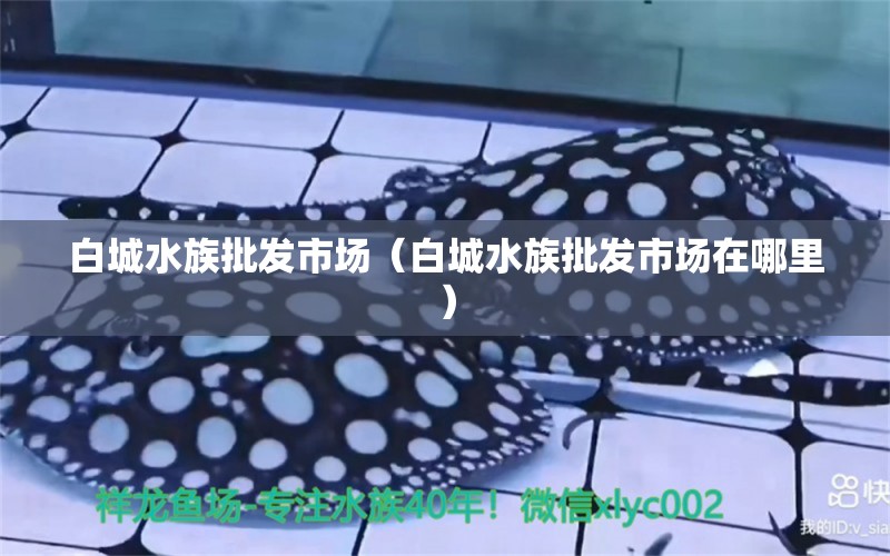 白城水族批發(fā)市場(chǎng)（白城水族批發(fā)市場(chǎng)在哪里）