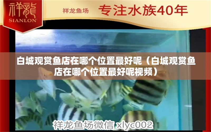 白城觀賞魚店在哪個(gè)位置最好呢（白城觀賞魚店在哪個(gè)位置最好呢視頻） 金頭過背金龍魚