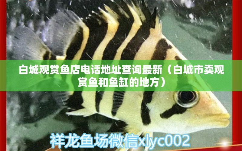 白城觀賞魚店電話地址查詢最新（白城市賣觀賞魚和魚缸的地方） 觀賞魚市場(chǎng)（混養(yǎng)魚）