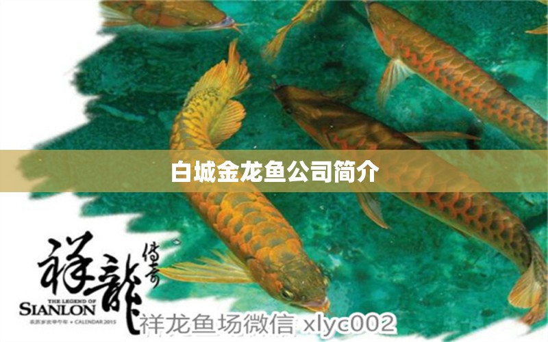 白城金龍魚公司簡介 賽級紅龍魚