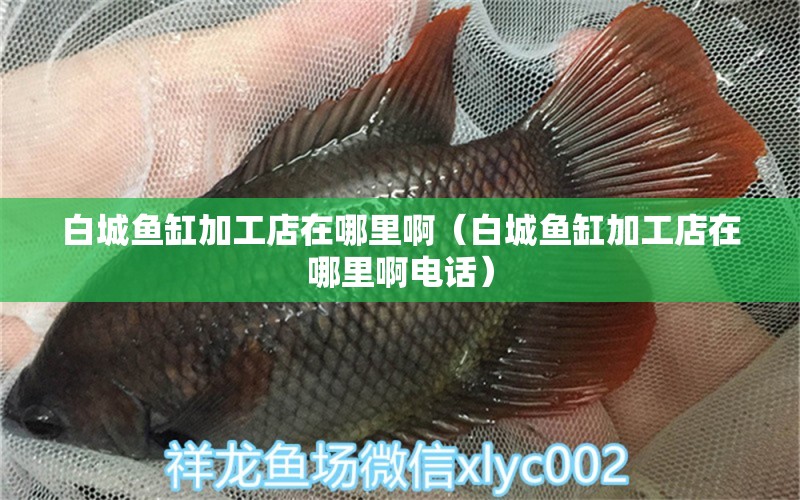 白城魚缸加工店在哪里啊（白城魚缸加工店在哪里啊電話）