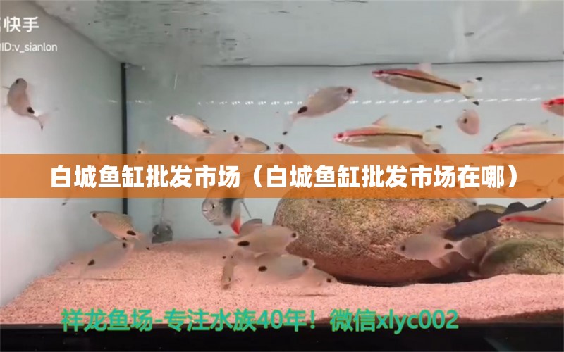 白城魚缸批發(fā)市場（白城魚缸批發(fā)市場在哪） 觀賞魚水族批發(fā)市場