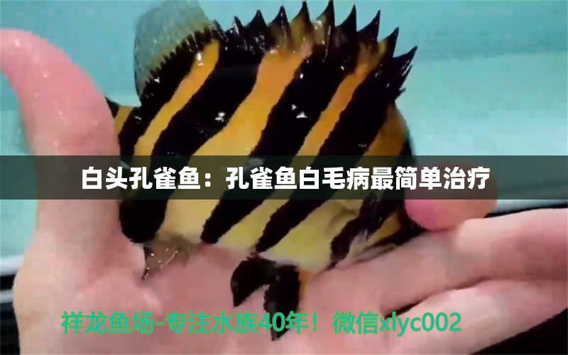 白頭孔雀魚：孔雀魚白毛病最簡(jiǎn)單治療