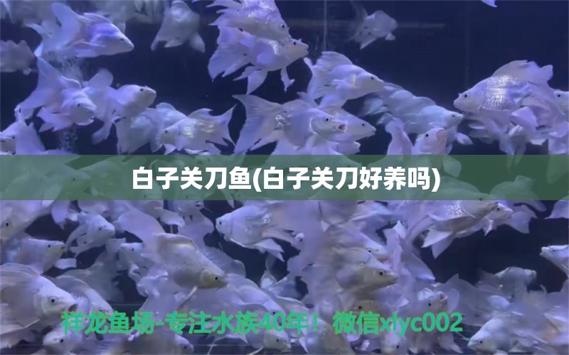 白子關(guān)刀魚(yú)(白子關(guān)刀好養(yǎng)嗎) 白子關(guān)刀魚(yú)