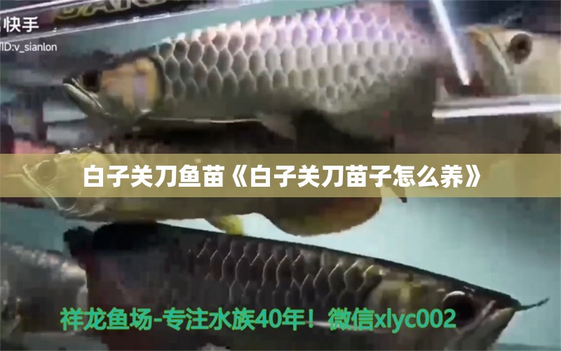 白子關(guān)刀魚苗《白子關(guān)刀苗子怎么養(yǎng)》 白子關(guān)刀魚