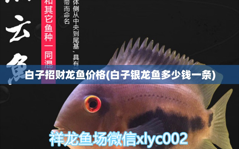 白子招財(cái)龍魚(yú)價(jià)格(白子銀龍魚(yú)多少錢一條) 銀龍魚(yú)