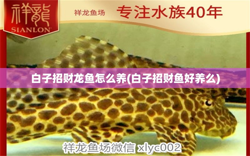 白子招財(cái)龍魚怎么養(yǎng)(白子招財(cái)魚好養(yǎng)么) 朱巴利魚