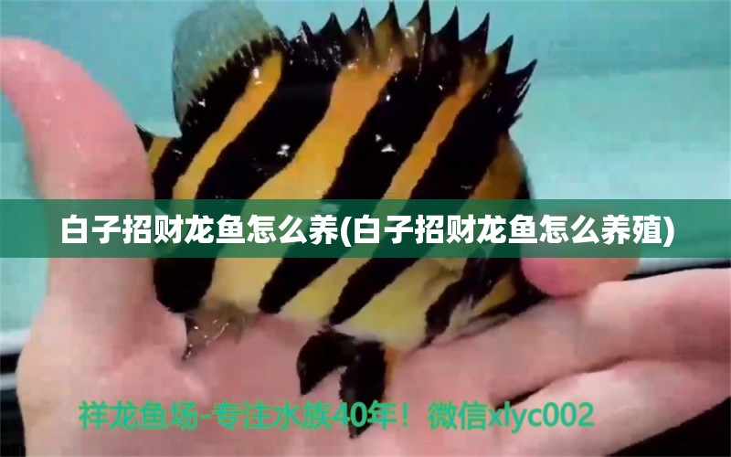 白子招財龍魚怎么養(yǎng)(白子招財龍魚怎么養(yǎng)殖) PH調(diào)節(jié)劑