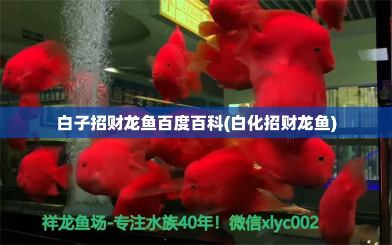 白子招財(cái)龍魚百度百科(白化招財(cái)龍魚) 元寶鯽