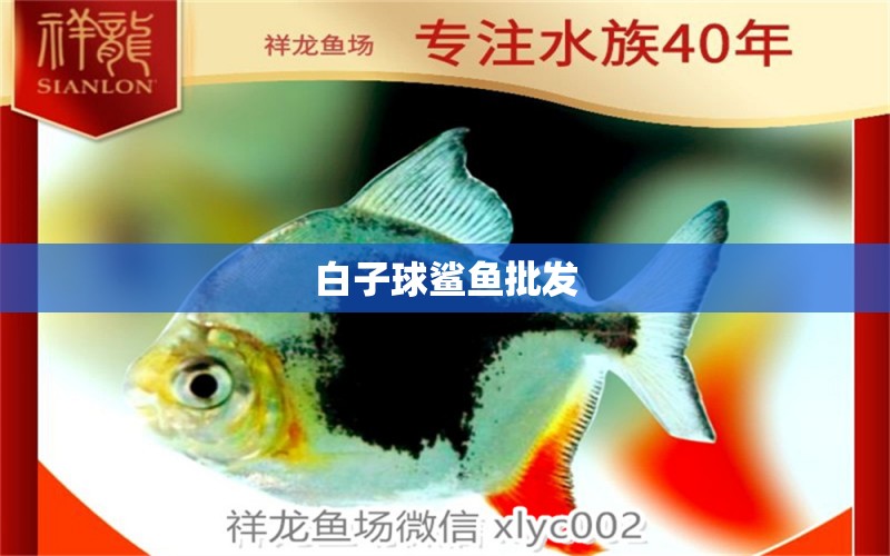 白子球鯊魚批發(fā) 白子球鯊魚