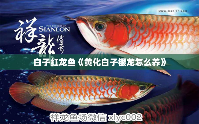 白子紅龍魚《黃化白子銀龍?jiān)趺答B(yǎng)》