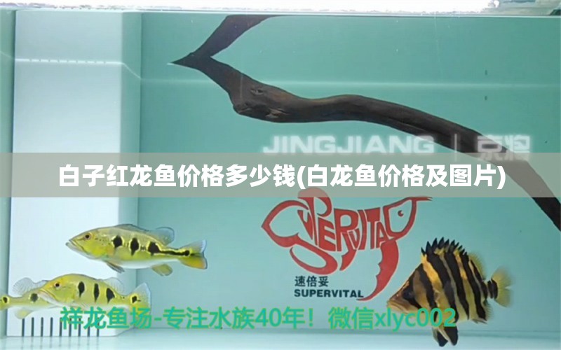 白子紅龍魚(yú)價(jià)格多少錢(qián)(白龍魚(yú)價(jià)格及圖片) 白子紅龍魚(yú)