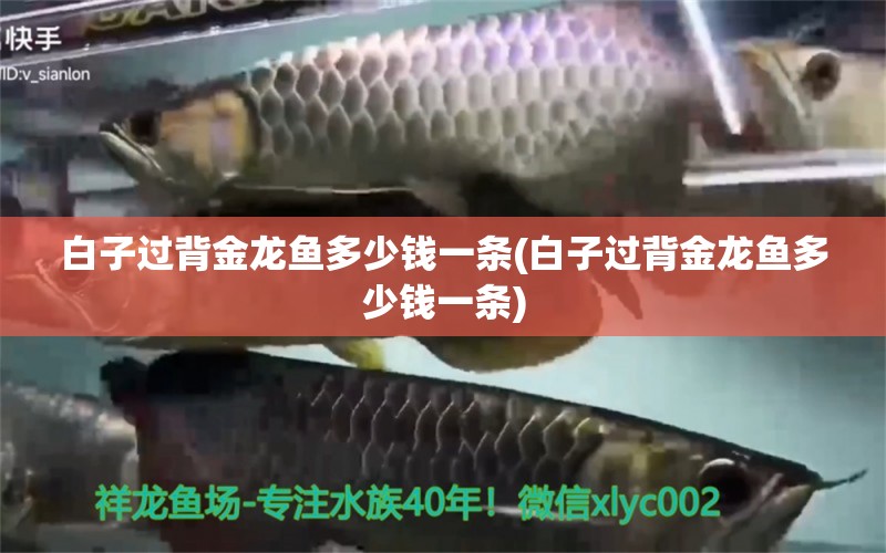 白子過背金龍魚多少錢一條(白子過背金龍魚多少錢一條) 過背金龍魚