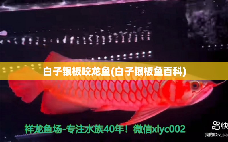 白子銀板咬龍魚(白子銀板魚百科) 虎魚魚苗