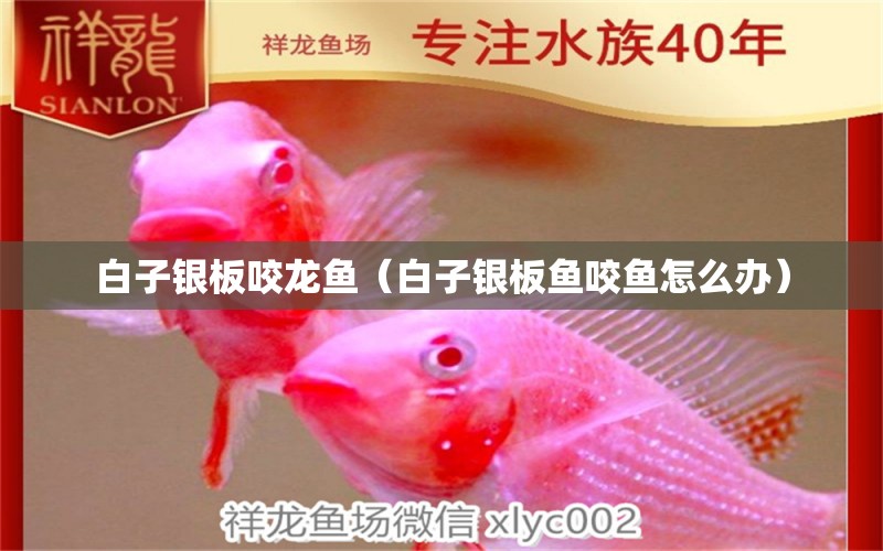 白子銀板咬龍魚（白子銀板魚咬魚怎么辦）