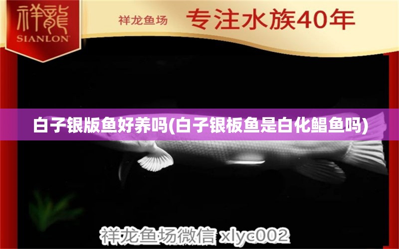 白子銀版魚好養(yǎng)嗎(白子銀板魚是白化鯧魚嗎) 白子銀版魚