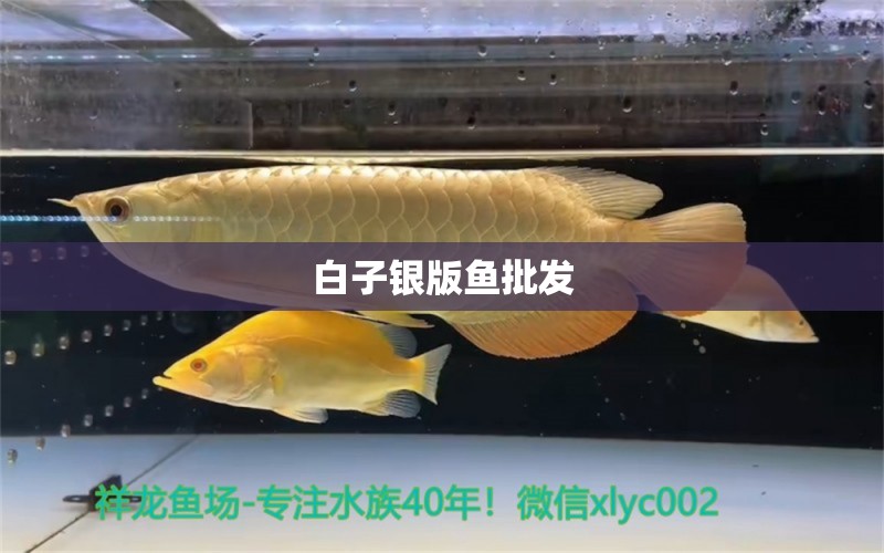 白子銀版魚批發(fā) 白子銀版魚