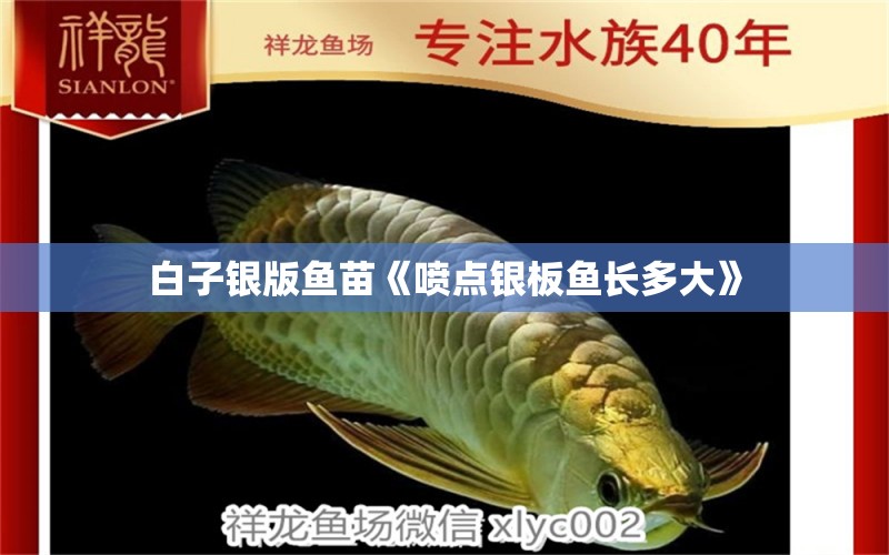 白子銀版魚苗《噴點(diǎn)銀板魚長多大》