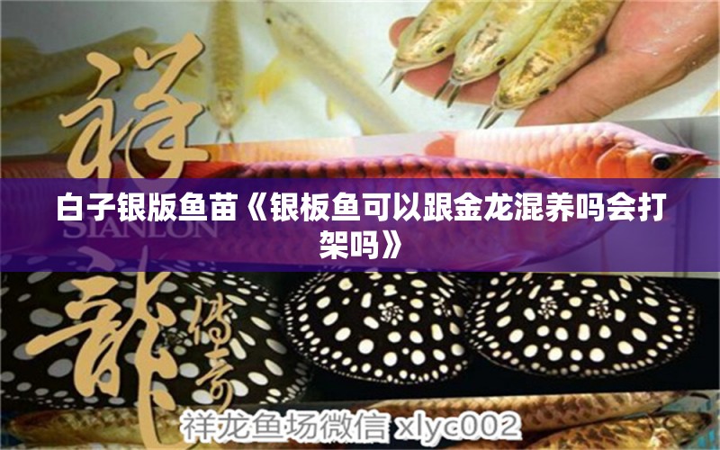 白子銀版魚苗《銀板魚可以跟金龍混養(yǎng)嗎會(huì)打架嗎》