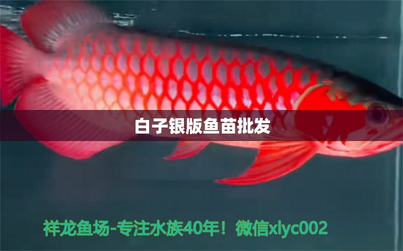 白子銀版魚苗批發(fā) 白子銀版魚