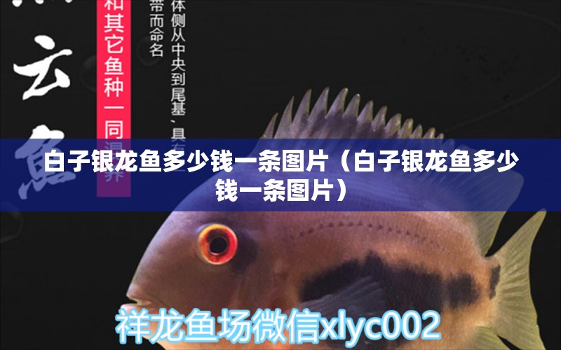 白子銀龍魚多少錢一條圖片（白子銀龍魚多少錢一條圖片） 銀龍魚